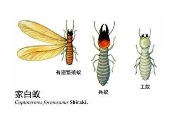 白蚁种类知多少?让你一次看个够