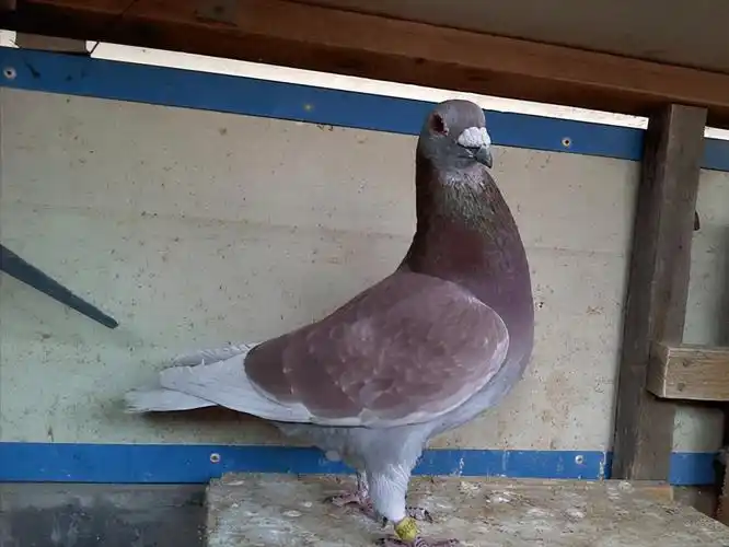 红绛鸽的使用看法_鸽子