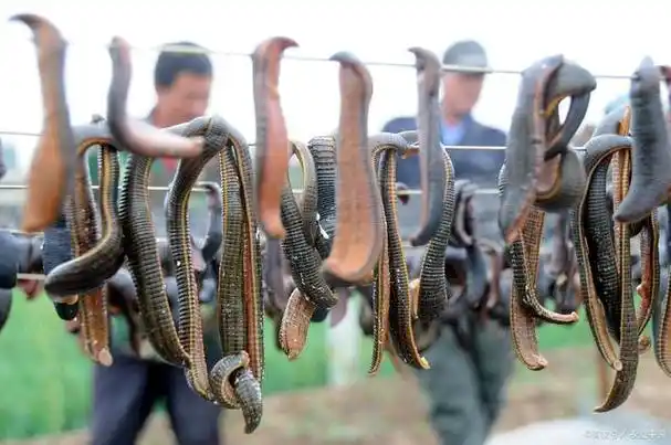 蚂蝗的养殖方法与喂养