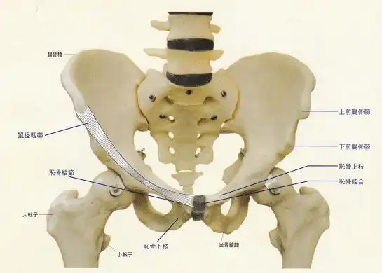 触诊骨性标志点5455耻骨下支下支