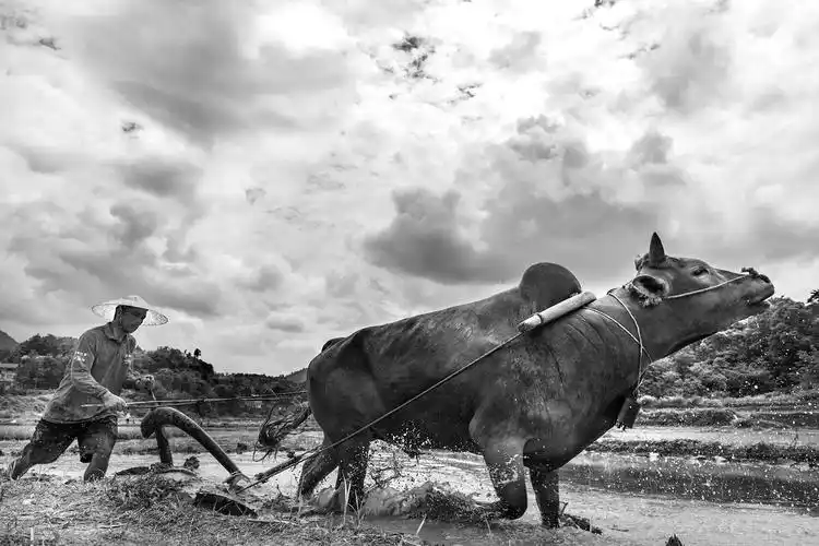 丛洞村农耕时节,喜哥赶着村里唯一的一头大黄牛帮乡里乡亲耕犁着田地
