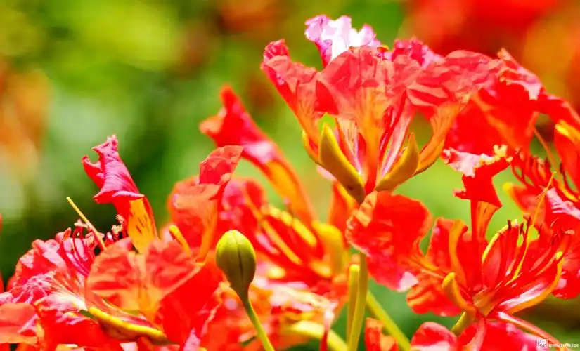 生态公园公园里面的凤凰花 - 摄影沙龙 - 深圳论坛