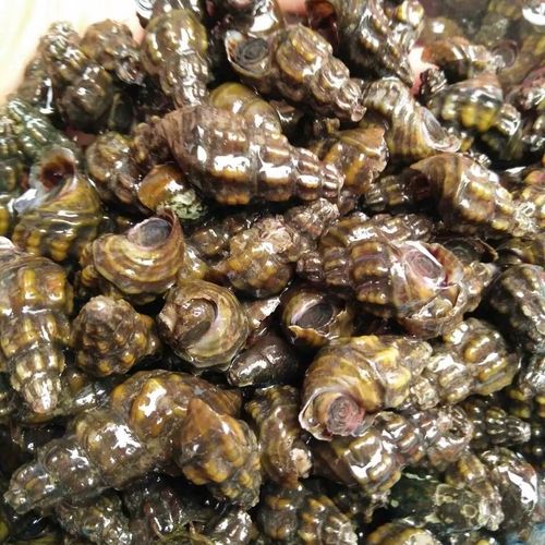 扭纹螺鲜活深山山坑螺爽口山坑螺螺丝螺水产 半斤品