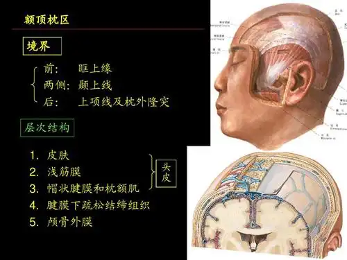 局部解剖学 头部2012ppt