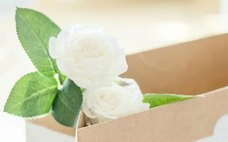 唯美小清新静物植物高清桌面壁纸