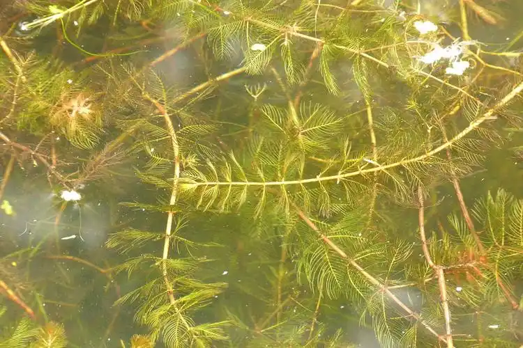 p>穗状狐尾藻(学名: i>myriophyllum spicatum /i> l.
