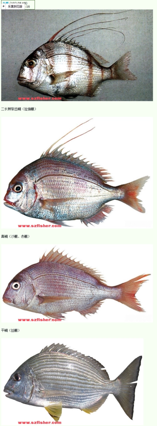 图谱(鲷科)***** - 鱼类 图谱 鉴别 - 深圳海钓_深圳钓鱼网-深圳渔具