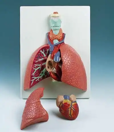 五件式肺部模型(3b) 人体内脏模型 人体模型 爱因斯坦教学用品社