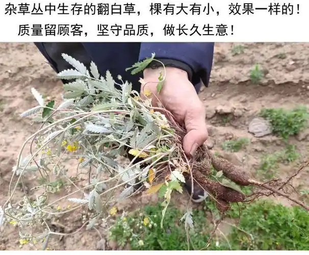 2021年翻白草 野生 降糖整颗带根番白草新鲜晒干翻白草茶中草药材