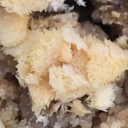 活体饲料 黑水虻虫卵 凤凰虫 高蛋白虫 鸡鸭鹅鸽子鱼龙虾螃蟹石蛙养殖