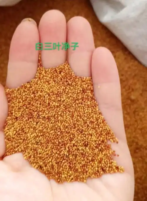 混播草种子 草坪草种子 高羊茅 狗牙根 剪股颖 白三叶黑麦草种籽