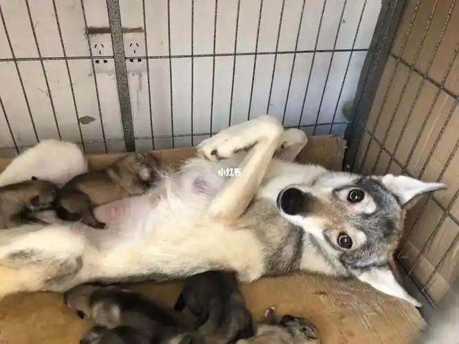 养狗新手必看!捷克狼犬串哈士奇 亚洲第一