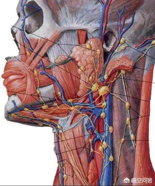 头条问答 - 颈部淋巴结肿大伴随腰痛头晕是什么原因?(1个回答)
