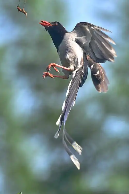 吉祥鸟 红嘴蓝鹊