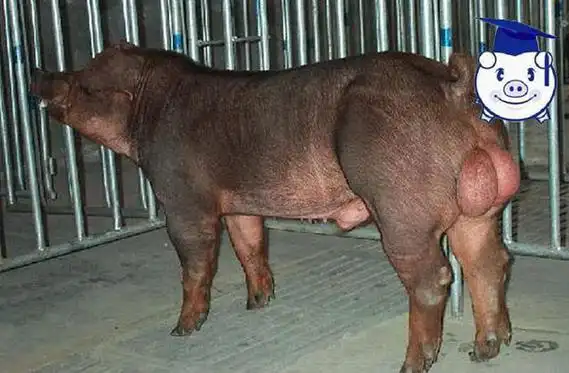 种公猪睾丸重达1000克堪比气球