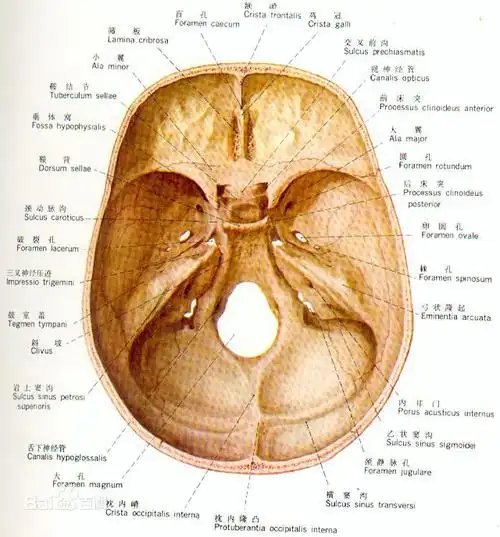 颅骨图片_百度百科