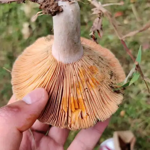 中文名:铜绿菌英文名:false saffron milk cap/ ora