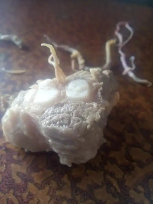 看图,这是排骨里发现的,是什么虫子?,能吃么?