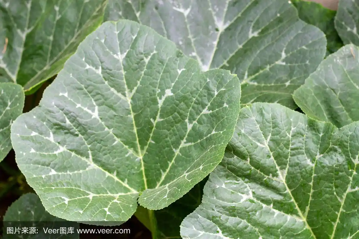 白天拍摄的绿色南瓜叶子的背景