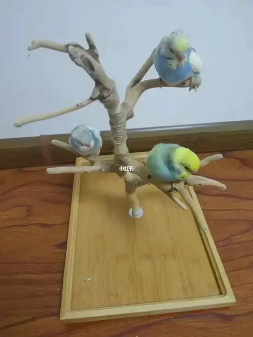 鹦鹉树枝站架私人定制棒棒哒