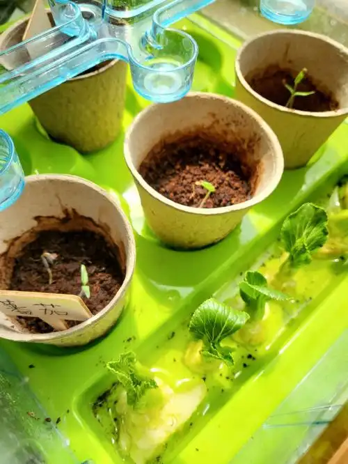 小葱,芹菜,朝天椒(直接买的苗,昨天刚到)#楼顶种菜  #种菜  #家庭种菜