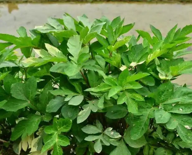 p>紫花前胡(学名: i>angelica decursiva /i> (miq.) franch.