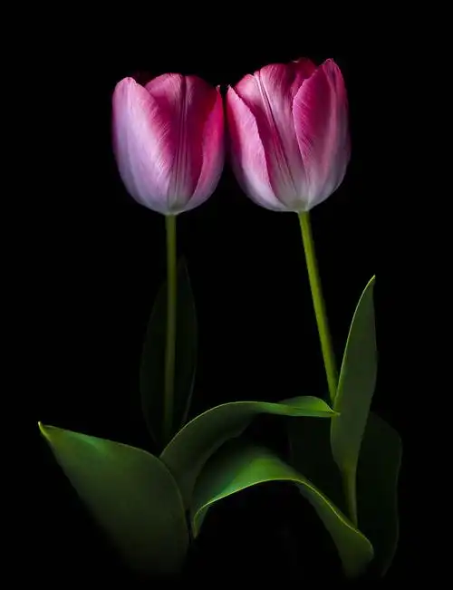 郁金香,黑色背景,情侣,隔绝
