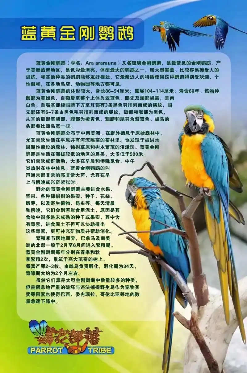 即将开放的鹦鹉品种