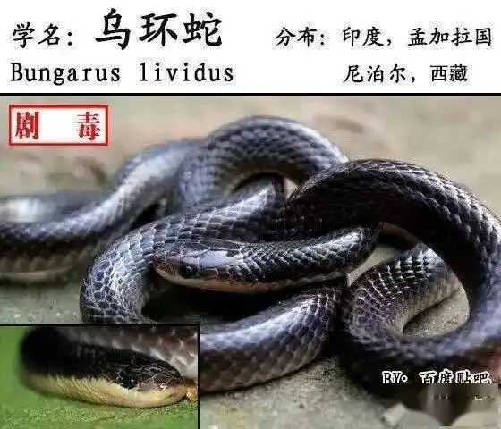 中国蛇类图鉴蛇咬伤识蛇宝典