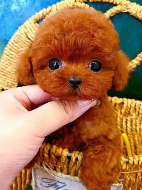 淮南凤台宠物狗陆运空运公司全国城市区域均可托运 淮南凤台机械设备