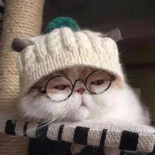 今日份猫咪头像