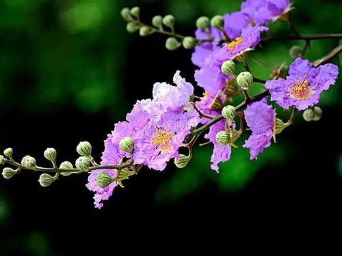 摘要:紫薇花是常见的观赏植物,花形漂亮,花色鲜艳.