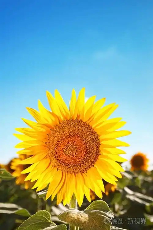 美丽的向日葵领域阳光明媚的乡村风光向日葵的成熟背景丰富的收获