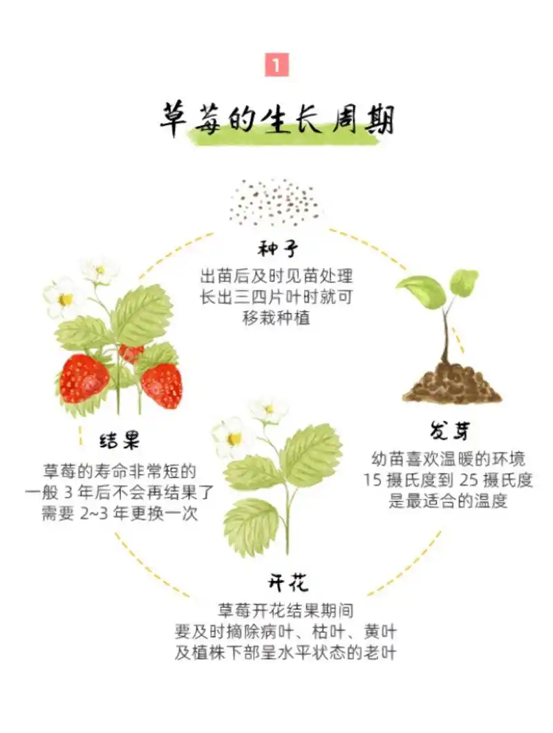 开花 草莓开花结果