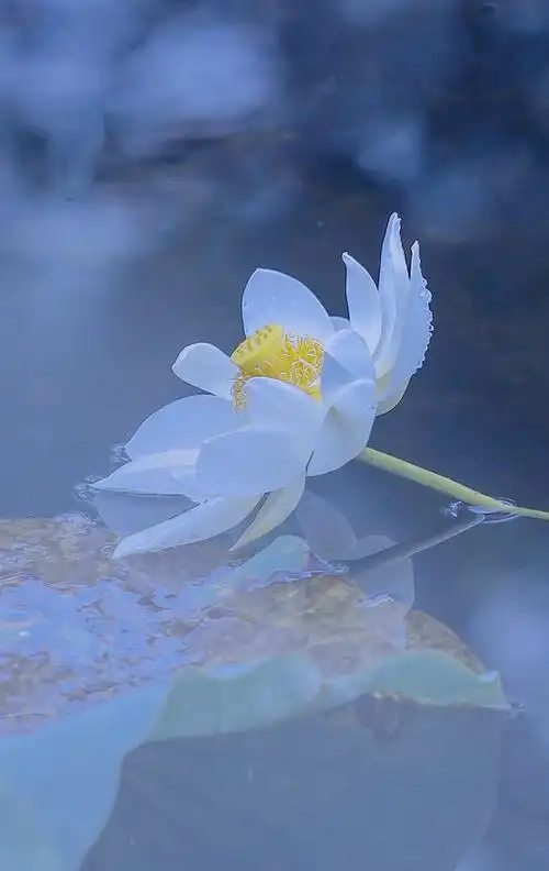 夏天池塘里的白荷花