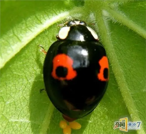 小心了!带有性病的瓢虫入侵人类了