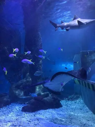 墨尔本水族馆melbourne aquarium