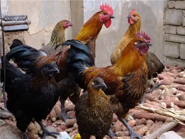 云南土鸡苗玉溪土鸡苗4月龄土鸡