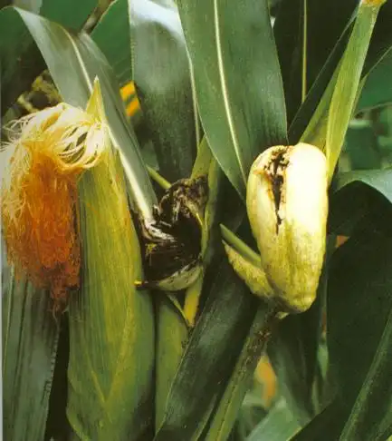 野生菌类别大全