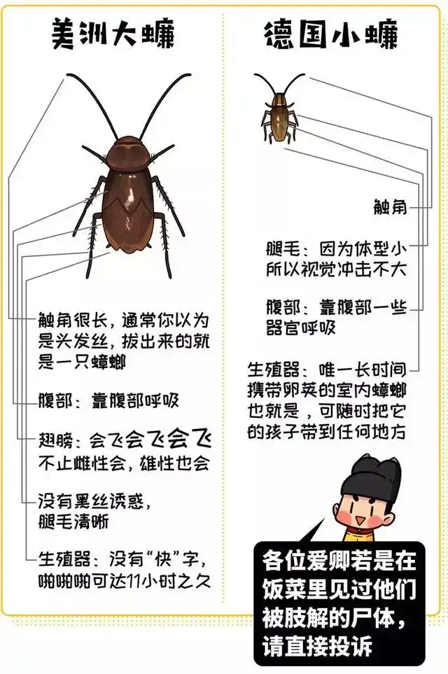 不用雄蟑螂,雌蟑螂可以生下多少个孩子?