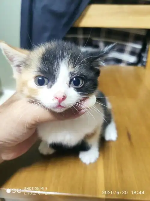 【领养】上海英短串串同城找领养!