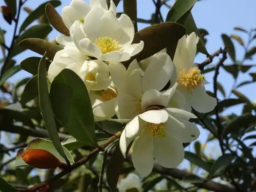 【云南含笑】 michelia yunnanensis  【木兰科含笑属】