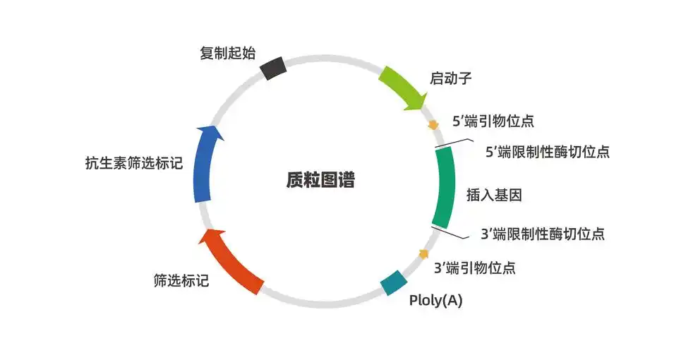 ②一个或者多个选择性标记基因,如抗生素