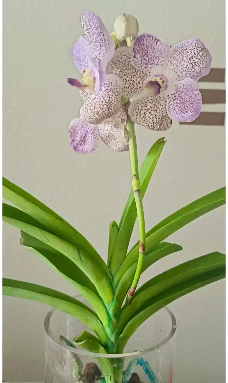 万代兰.好漂亮的花花 #花