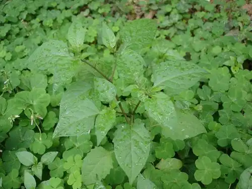 百花菜的相关故事