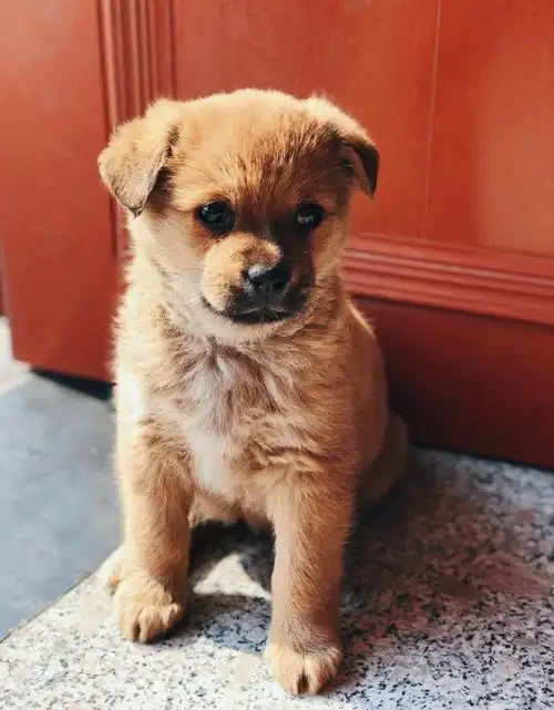 捡回来的小宝贝～嘟嘟 颜值超高的小土狗