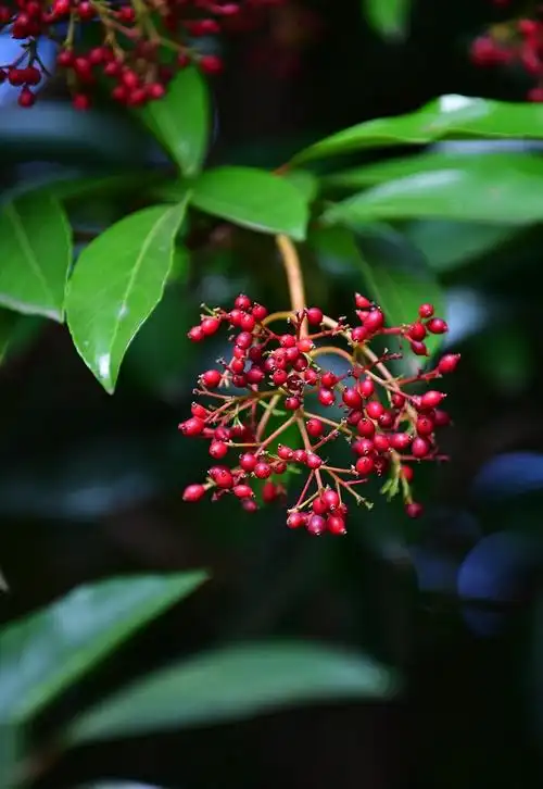 天兴洲桥头公园,珊瑚树果.长江日报记者 李永刚 摄