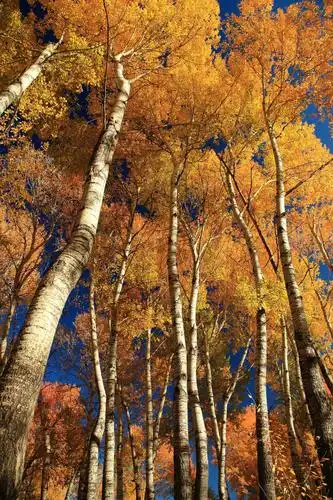 为了寻找你的身姿,我去了白桦林.一株株笔直的树干入云参天!