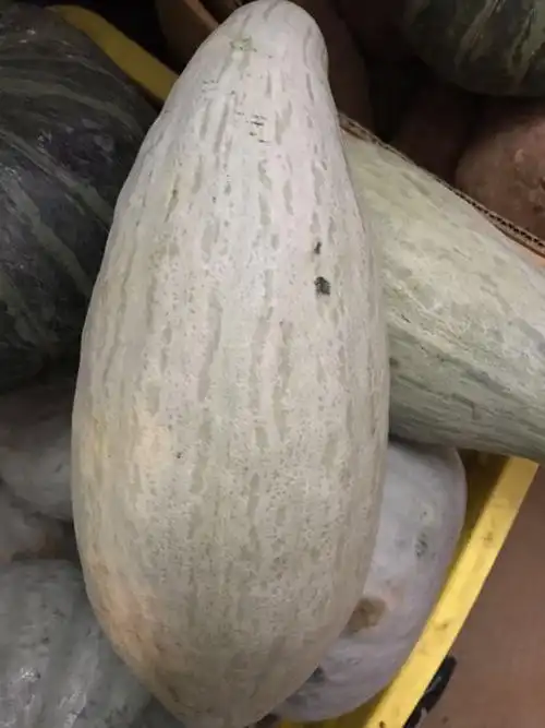 贵族 南瓜种子新疆贵族灰皮银栗南瓜孑四季 蔬菜种籽贝贝迷你南瓜 灰