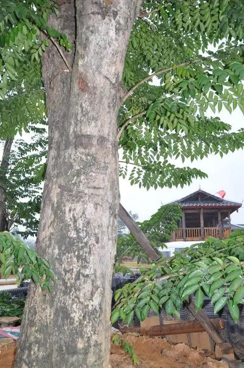 供应玉林黄花梨苗价格表 广西牌黄花梨树花梨木批发部